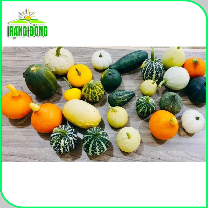 Hạt giống Bí Ngô Mix Fancy trồng quanh năm, nhiều loại, nhiều màu mix trộn (gói 1 gr) - Hạt giống Rạng Đông