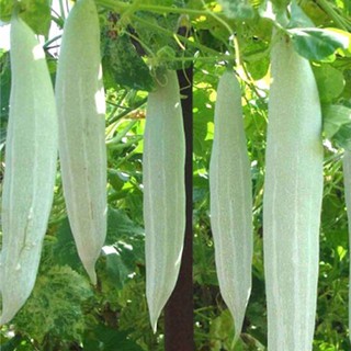 10h - HẠT GIÓNG LẶC LẦY (KHỔ QUA TÂY) XANH