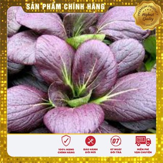 Hạt giống Cải chit