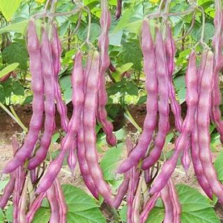 20gr Hạt giống đậu cove tím leo giàn