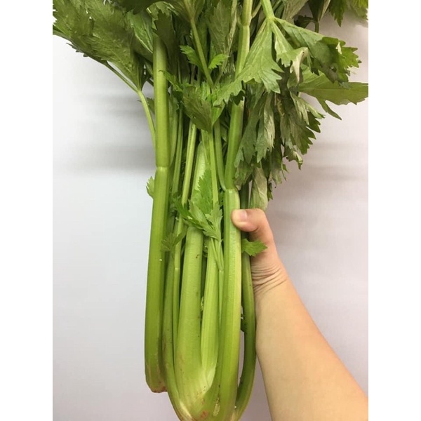 Cần tây Mỹ canh tác tại Mộc Châu