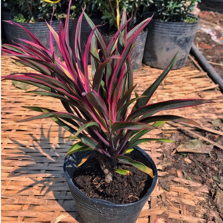 Cây ánh dương, chiều cao 20-25cm  cây khỏe đẹp lá sợi chỉ sang trọng hợp trồng quang cảnh sân vườn