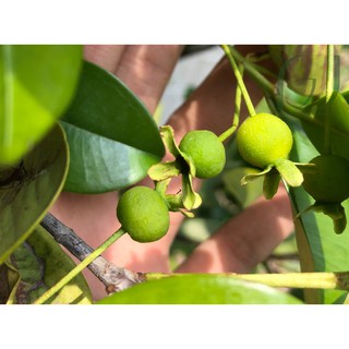 Combo 2 Cây Cherry Brazil