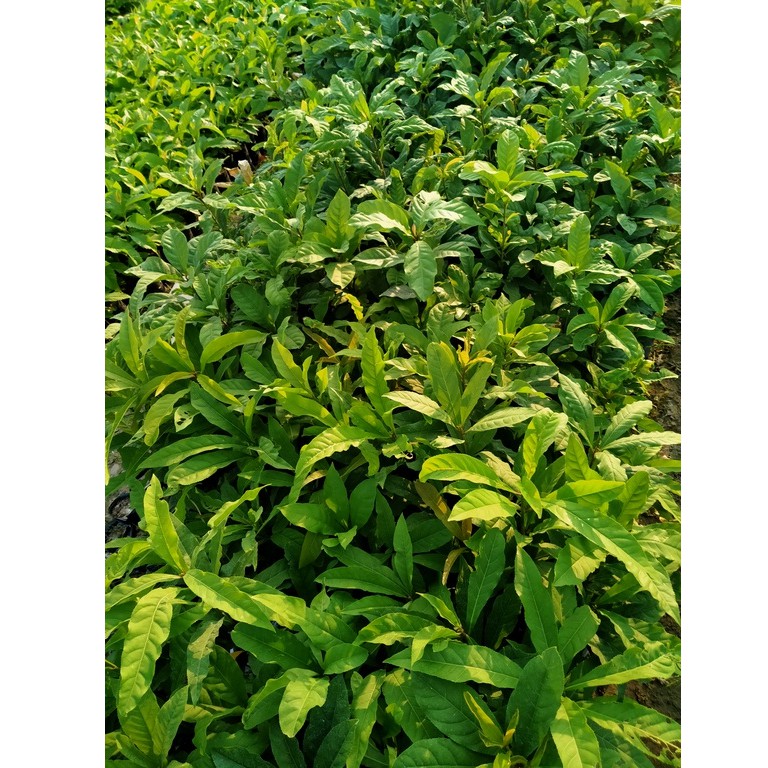 Cây lộc vừng cao 45cm đẹp