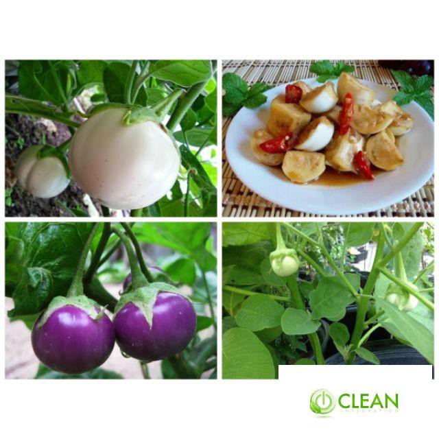 Hạt Giống Cà Pháo Tím 50 HẠT