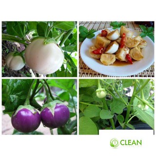 Hạt Giống Cà Pháo Tím 50 HẠT