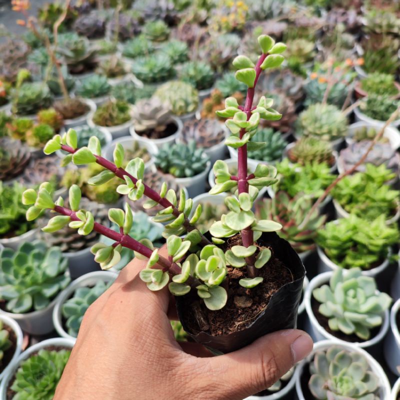 Sen Đá Đô La Trắng Size Bé 5-7cm Siêu Cute, Sen Đá PANDAA GARDEN Xuất Xứ Đà Lạt Khoẻ Đẹp, Thuần Mọi Khí Hậu, Lỗi 1 Đổi 1