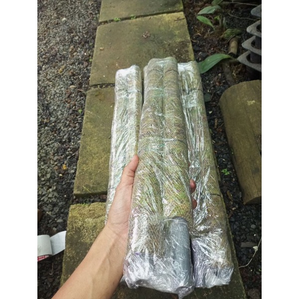TRỤ RÊU 50cm-1m3 (thêm phân tan chậm, kmai nẹp cố định cây )MẪU MỚI,SIÊU ĐẸP SIÊU GIỮ ẨM, TRỒNG CÂY DÂY LEO, KIỂNG LÁ