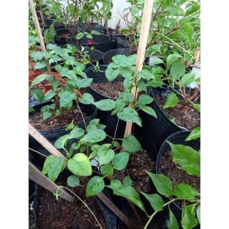 Cây giống lá Giang chuẩn mua 5 cây tặng thêm một cây