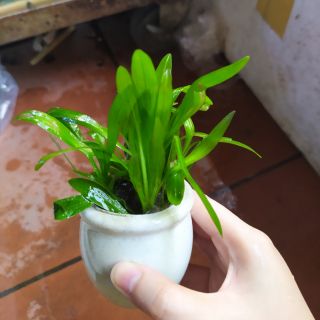 Cây Lan Nước thủy sinh (Ảnh thật của sản phẩm)