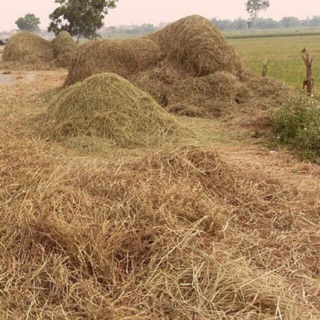 Rơm rạ khô gói 1kg