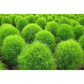 HẠT GIỐNG CỎ ĐỔI MÀU