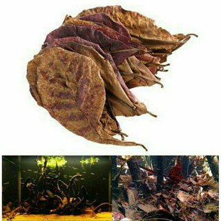 LÁ BÀNG KHÔ ORGANIC - THẦN DƯỢC CÁ CẢNH