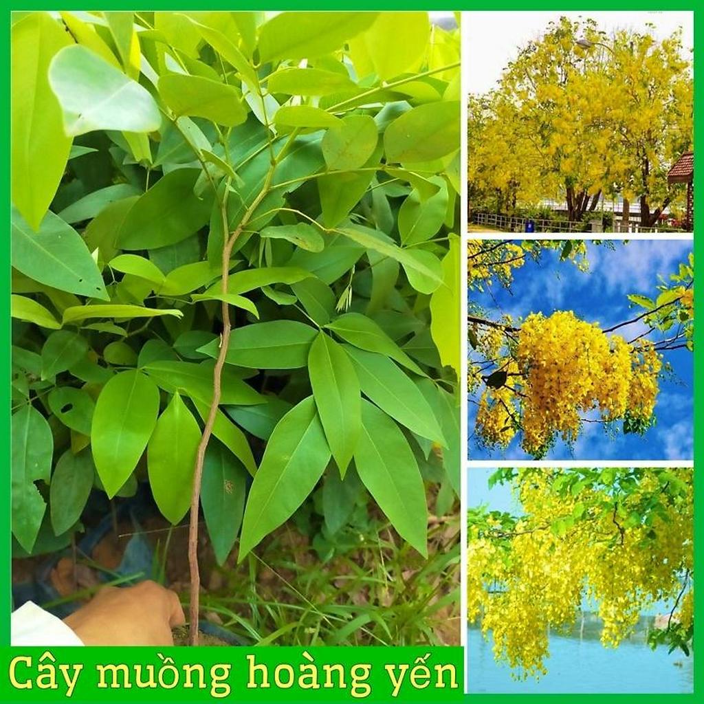CÂY GIỐNG MUỒNG HOÀNG YẾN - CÂY 0SAKA cây cao tu 30-50cm ( ảnh thât như hình 2 )