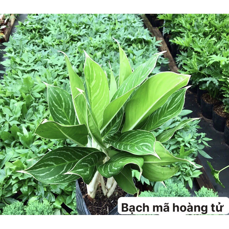 Cây Bạch Mã Hoàng Tử - bầu đất