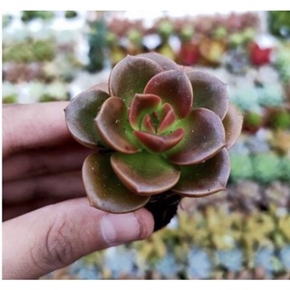 Sen đá mini (Sen vỉ)
