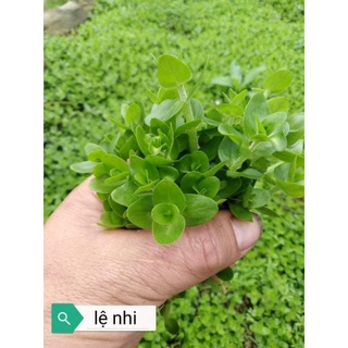 Cây thủy sinh lệ nhi