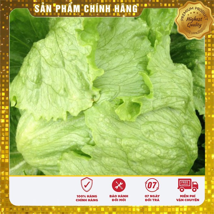 Hạt giống Xà lách Đăm(xà lách cuộn)
