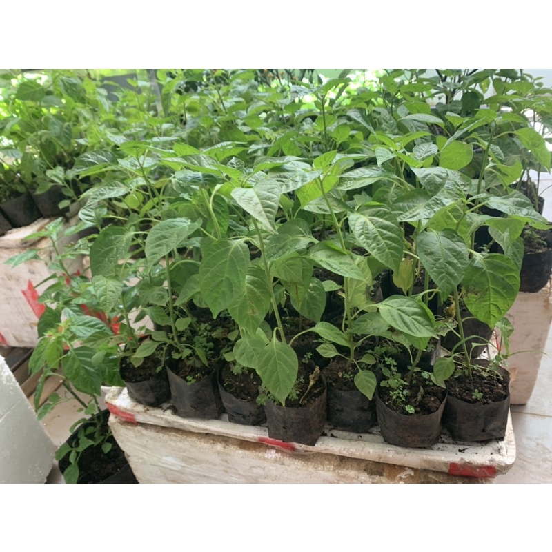 ( tặng 5 trái ớt ) Cây ớt charapita cao 29cm