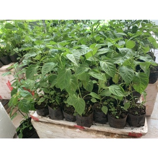 Cây ớt charapita cao 29cm