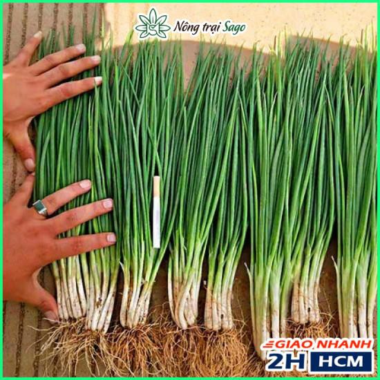 Hạt giống Hành Lá Dễ Trồng - Gói 1 Gram