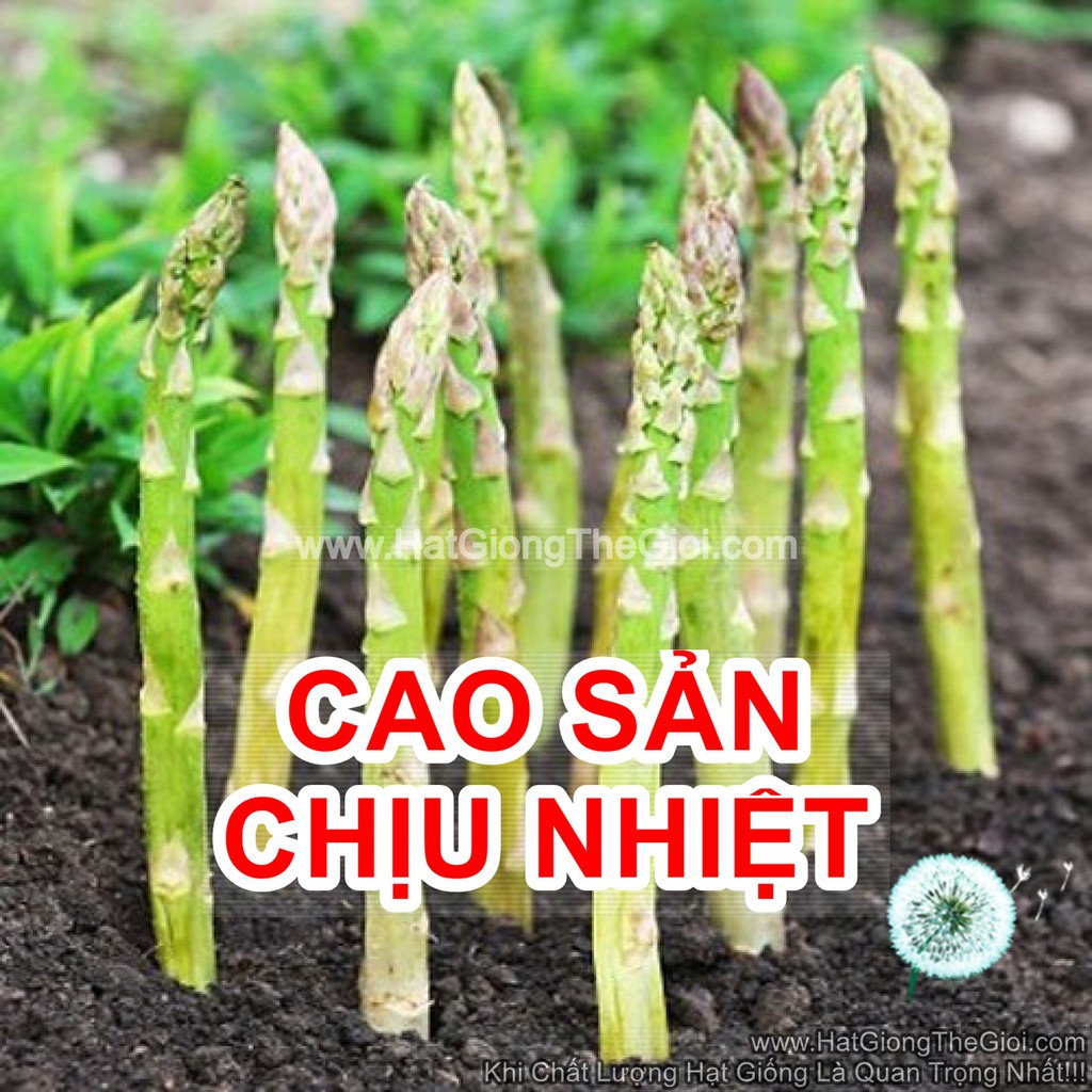 30h Hạt Giống Măng Tây Xanh CHỊU NHIỆT Cao Sản TG157 (A1.307| C28*X51)