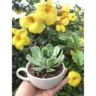 Hạt đất nung trồng sen đá