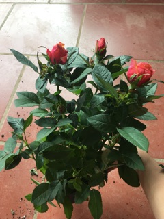 Hoa hồng siêu nụ sẵn chậu