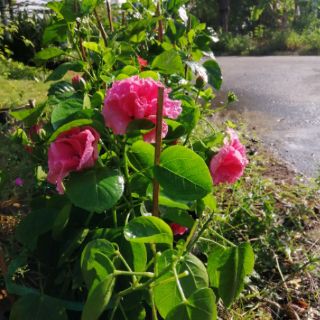 BÔNG BỤP THÁI KÉP (hoa kép, hàng đẹp)
