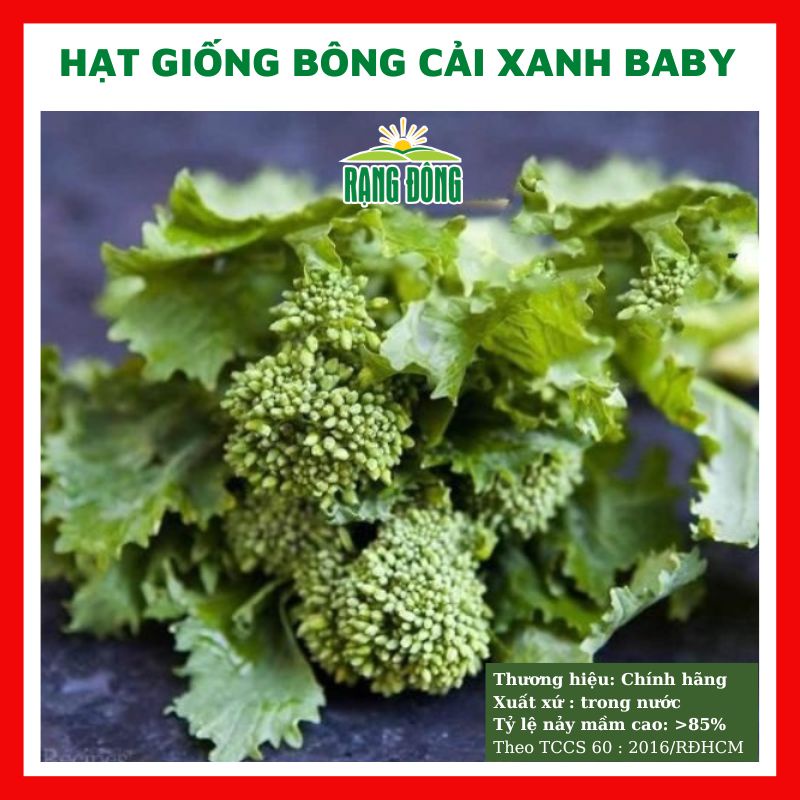 Hạt giống bông cải xanh BABY - rau củ quả chịu nhiệt 4 mùa ngon nảy mầm cao 5g BROCCOLI RAAB 602