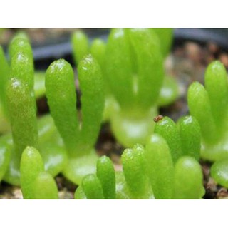 Hạt giống cây tai thỏ f1