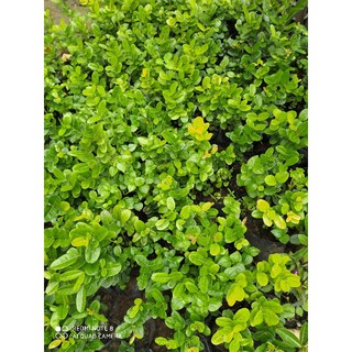 Cây si rô nhỏ cao hơn 15 cm