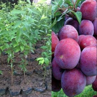 CÂY GIỐNG MẬN TAM HOA F1