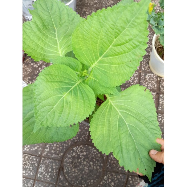 Chậu lá mè Hàn Quốc, lá Nhíp hay tía tô xanh, tía tô Hàn