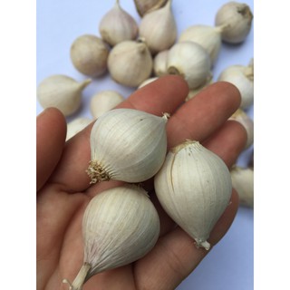 Tỏi cô đơn - tỏi một nhánh Phan Rang