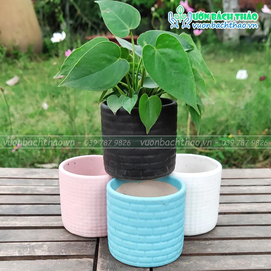 Chậu sứ để bàn trồng cây mini 02