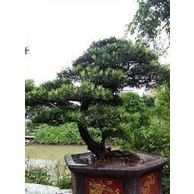 Com bo 5 cây tùng la hán ( vạn niên tùn )