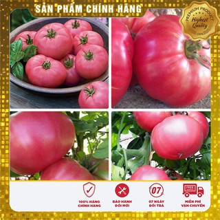 Hạt giống cà chua Hồng ( 30 hạt)