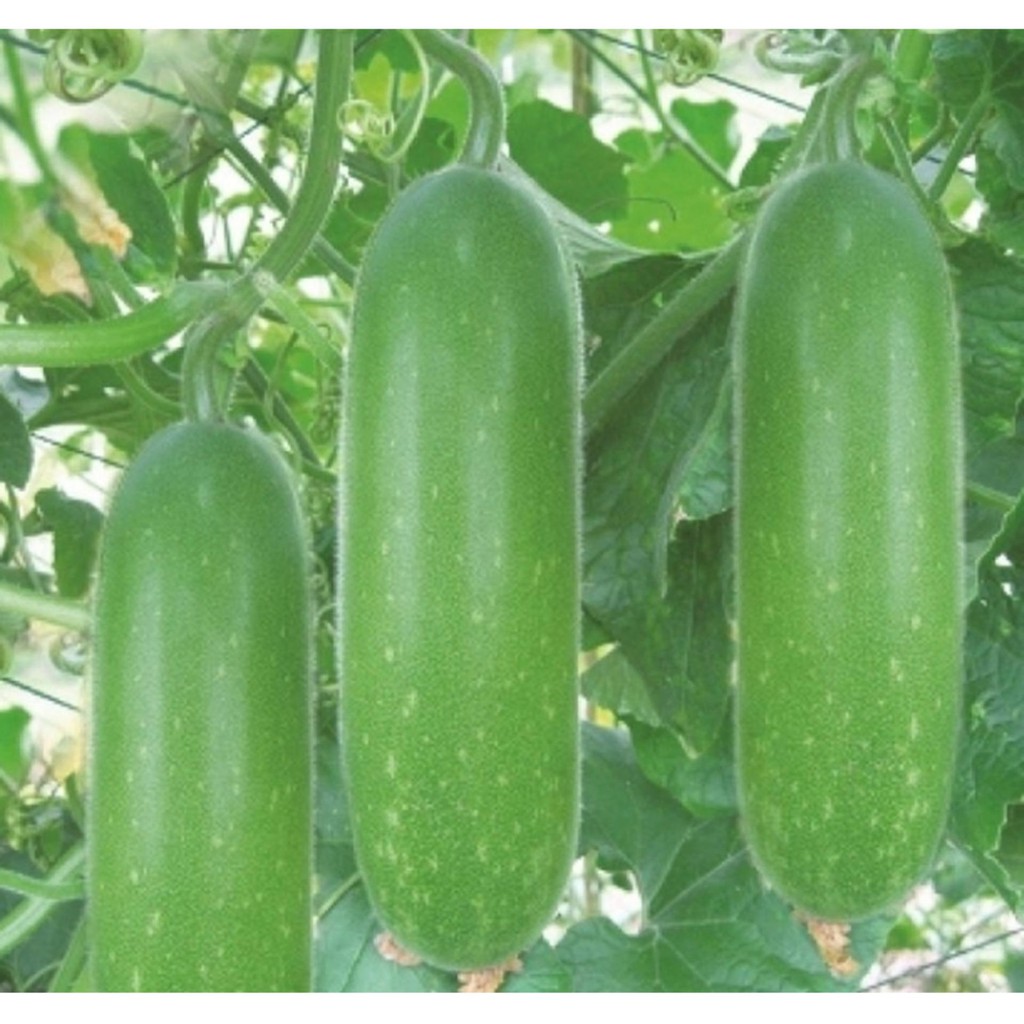 Hạt giống bí đao chanh lai