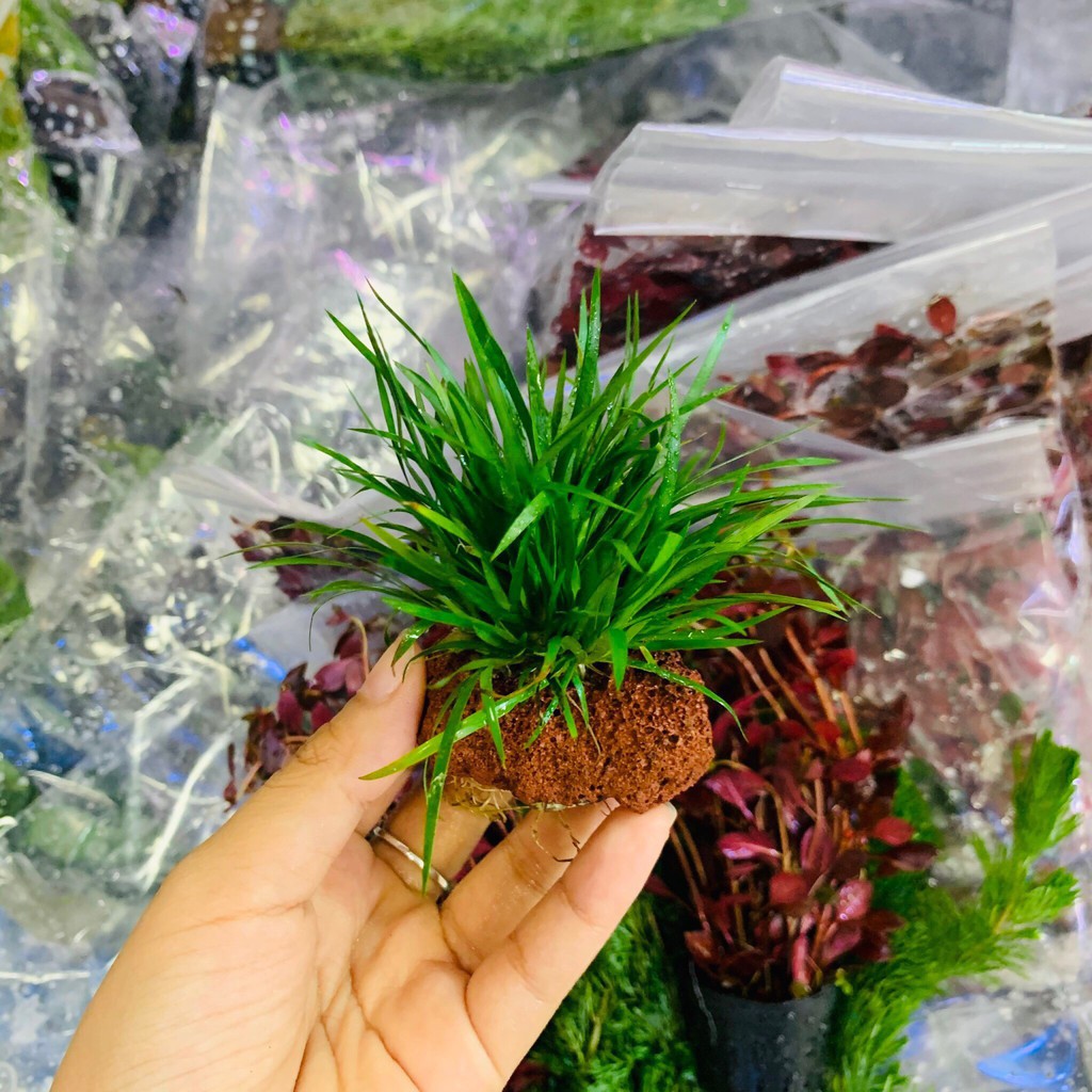 Thạch Xương Bồ Gắn Đá Nham Thạch