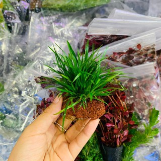 Thạch Xương Bồ Gắn Đá Nham Thạch