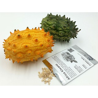 Hạt giống Dưa chuột lửa - Gói 5 hạt