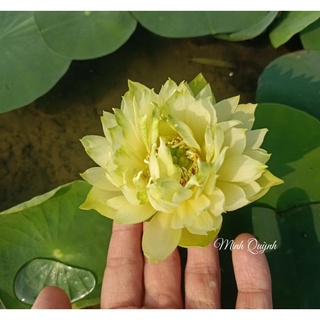Củ sen mini Snow White (Biển tuyết)
