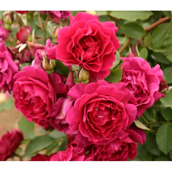 10 Hạt Giống Đủ 7 MÀU Hoa Hồng hồng ngoại Aoi Rose Nhật Bản – Phương pháp trồng và chăm sóc