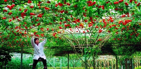 Hạt giống cà chua giàn f1