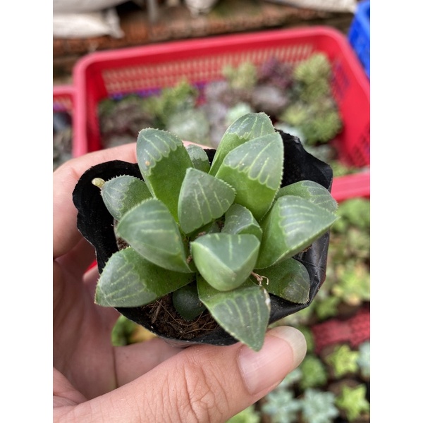 SEN ĐÁ HAWORTHIA SIZE 4-6cm FREESHIP  ĐÃ THUẦN XỨ NÓNG SIU CUTE CHUẨN SIZE BẦU