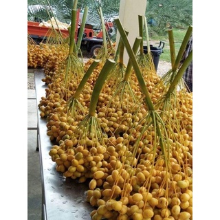 Cây Chà Là Trung Đông