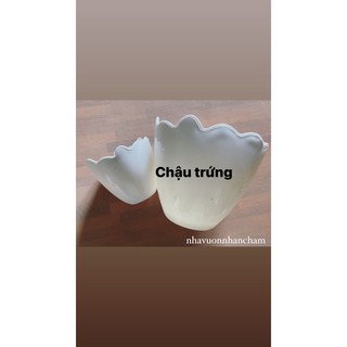 Chậu trứng trồng cây decor