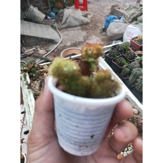 Xương Rồng mạng Nhện