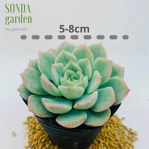 Sen đá liên đài trắng SONDA GARDEN size bé 5-8cm, xuất xứ Đà Lạt, khoẻ đẹp, lỗi 1 đổi 1